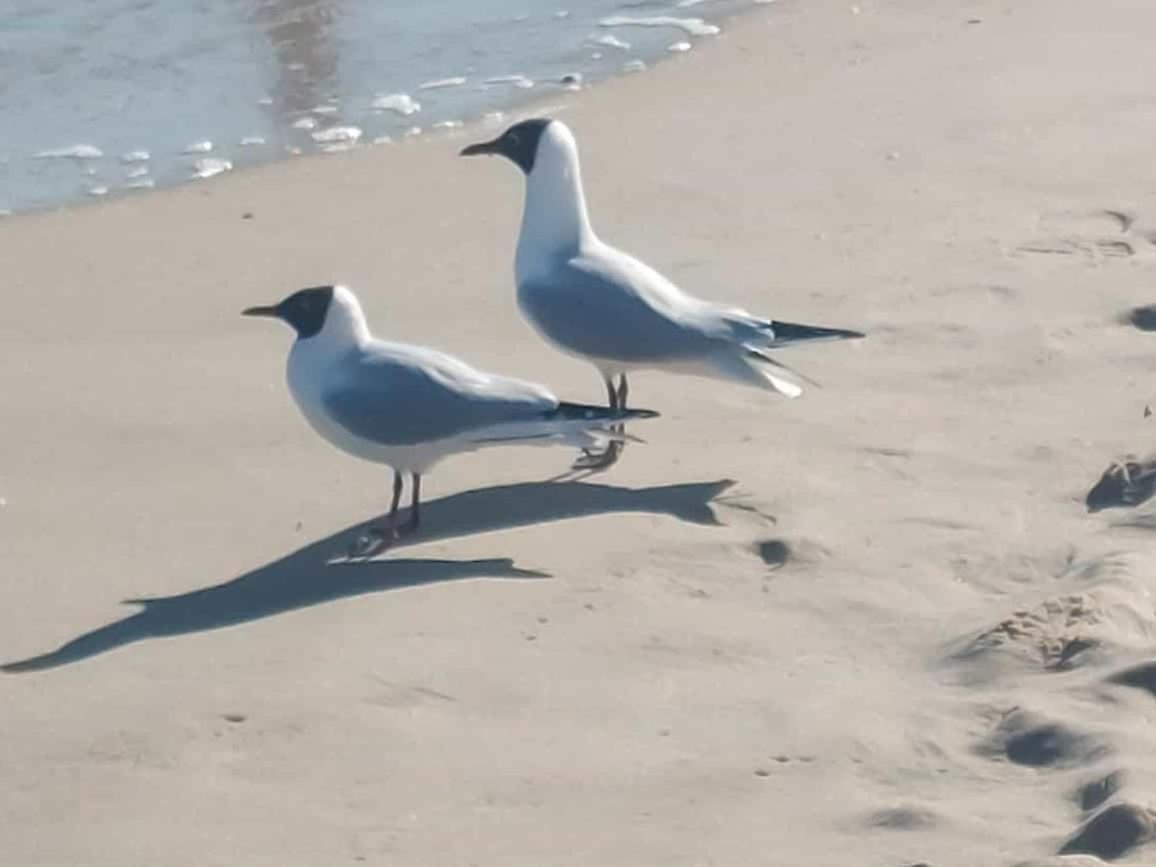 Ostseewind - In Der Strandstrasse-Fuehrt Zur Seebruecke Kuhlungsborn Bagian luar foto